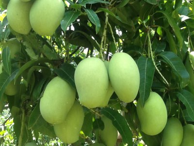 1410916019_cay-xoai-mango-tree_1