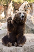 happy_waving_bear.jpg