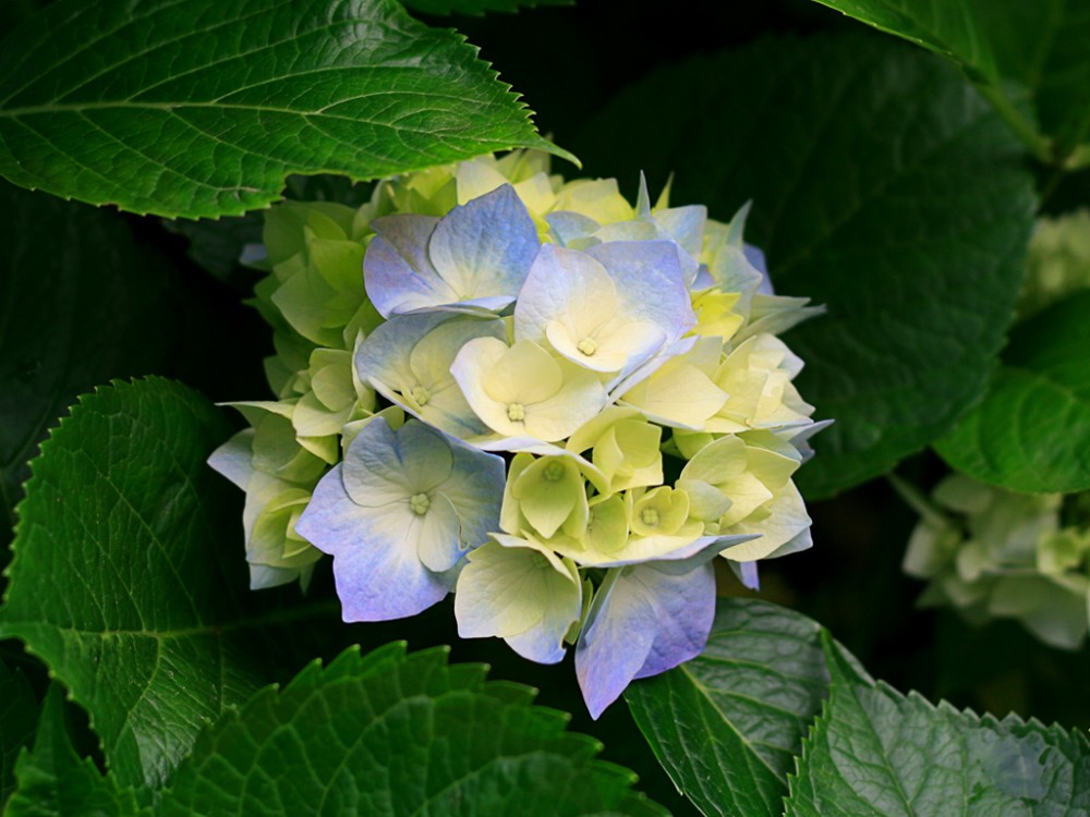 Hydrangeas_2.jpg