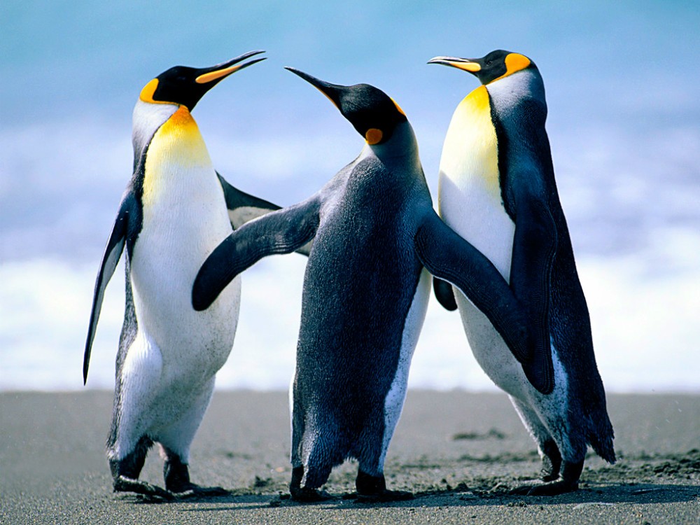 Penguins_1.jpg