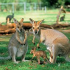 SỞ THÚ VƯỜN XOÀI CHÀO ĐÓN 20 THÀNH VIÊN MỚI - WALLABY GANGAROO