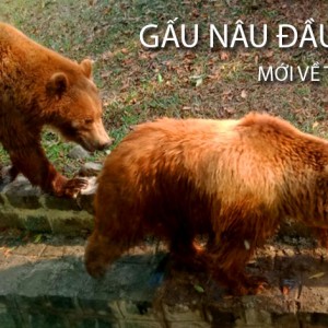 Gấu nâu