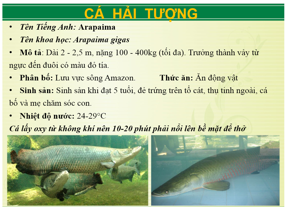 ca_hai_tuong