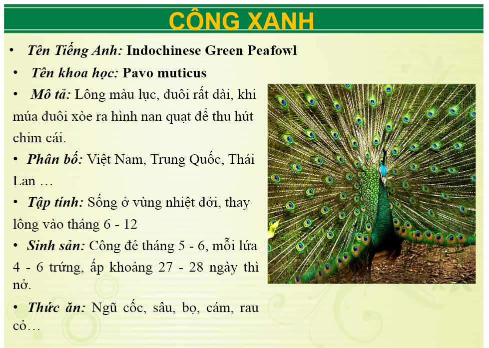 cong_xanh