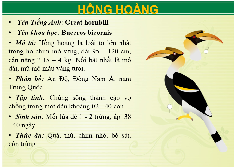 hong_hong