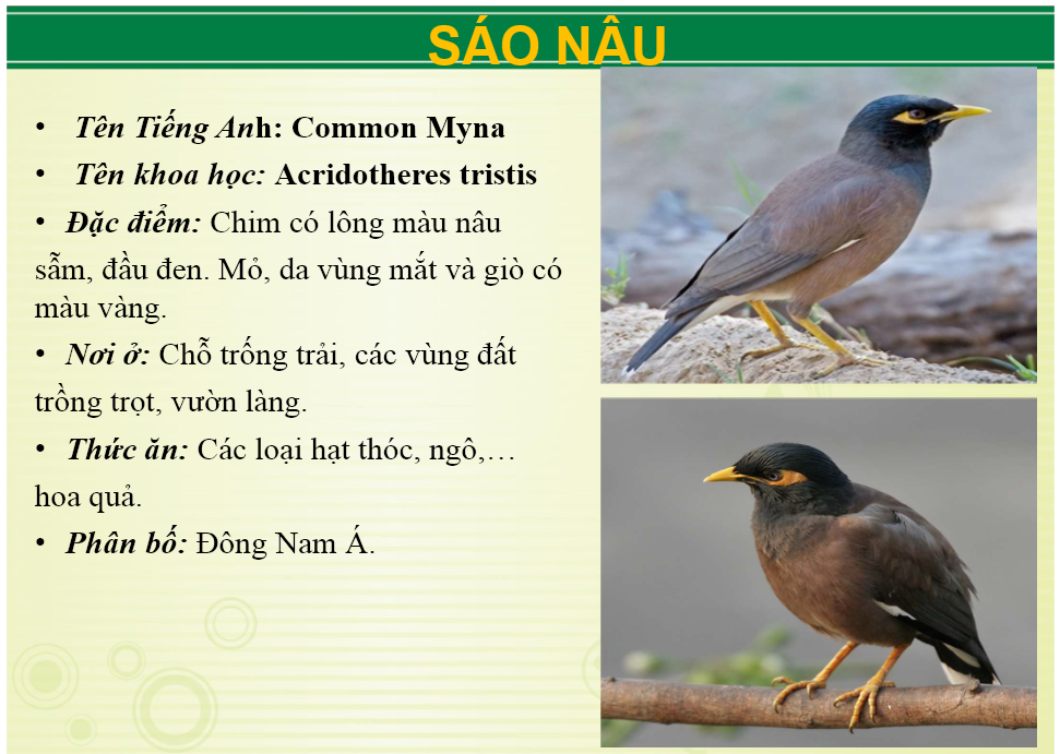 Chim sáo - Loài chim biết nói mang vẻ ngoài đa dạng