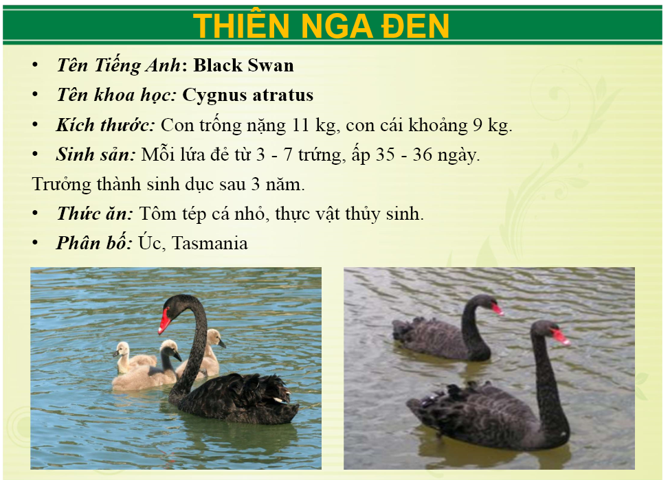 thien_nga_den