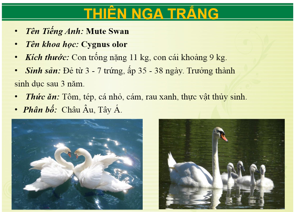 thien_nga_trang