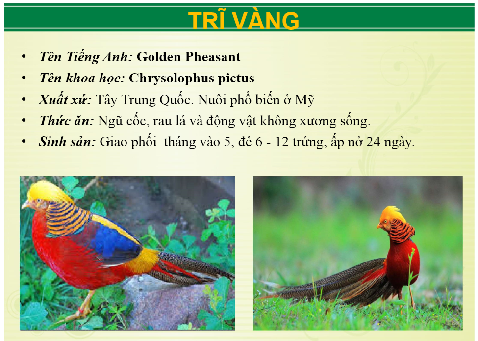 tri_vang