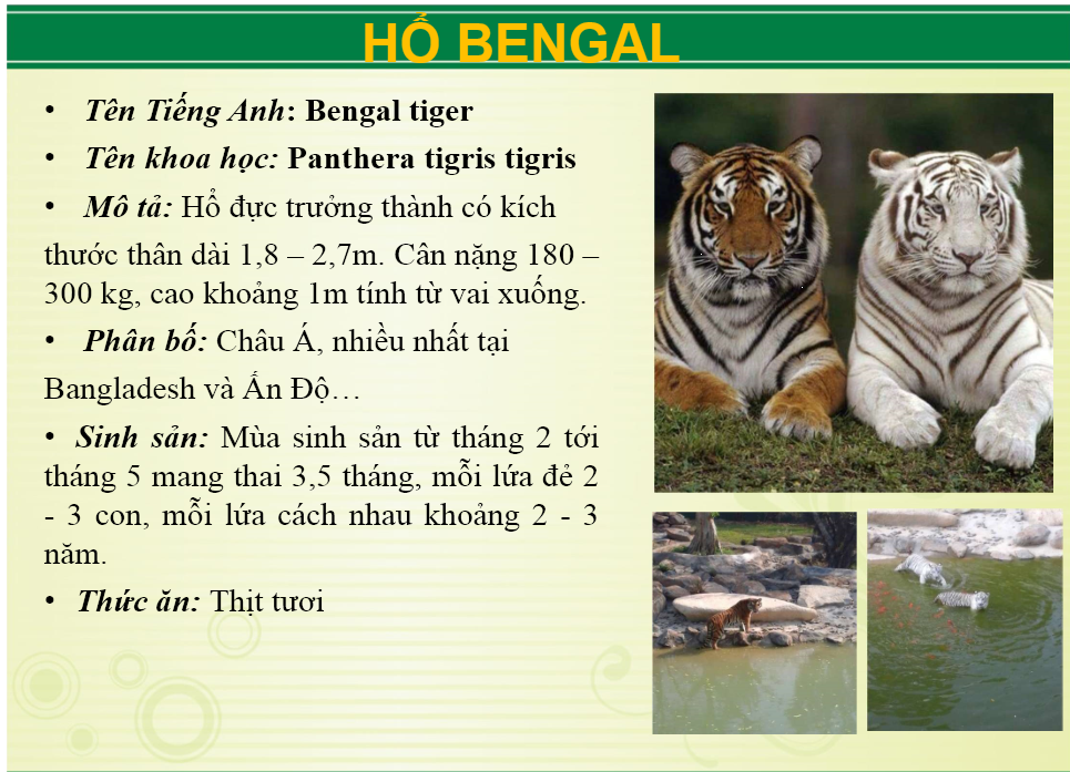 ho_bengal