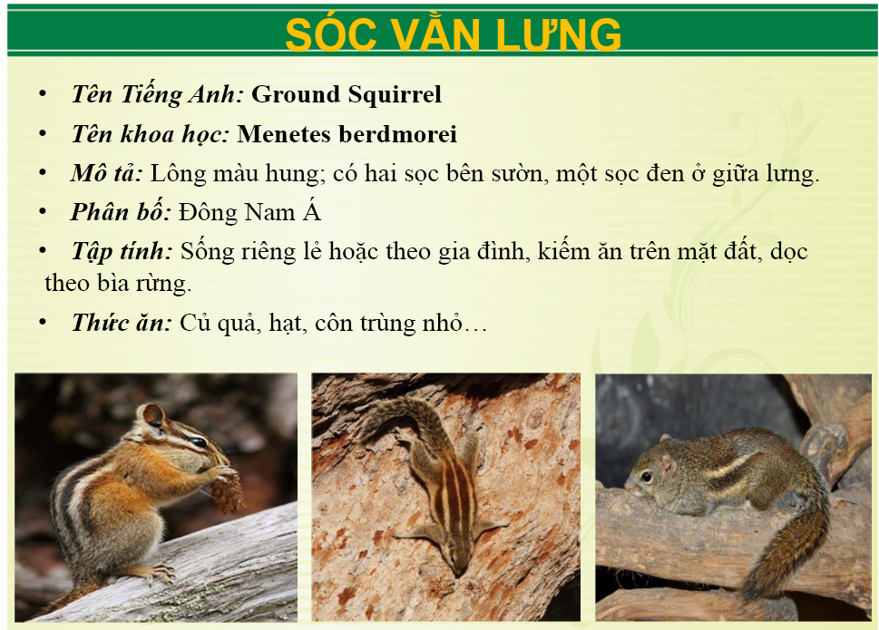 soc_van_lung