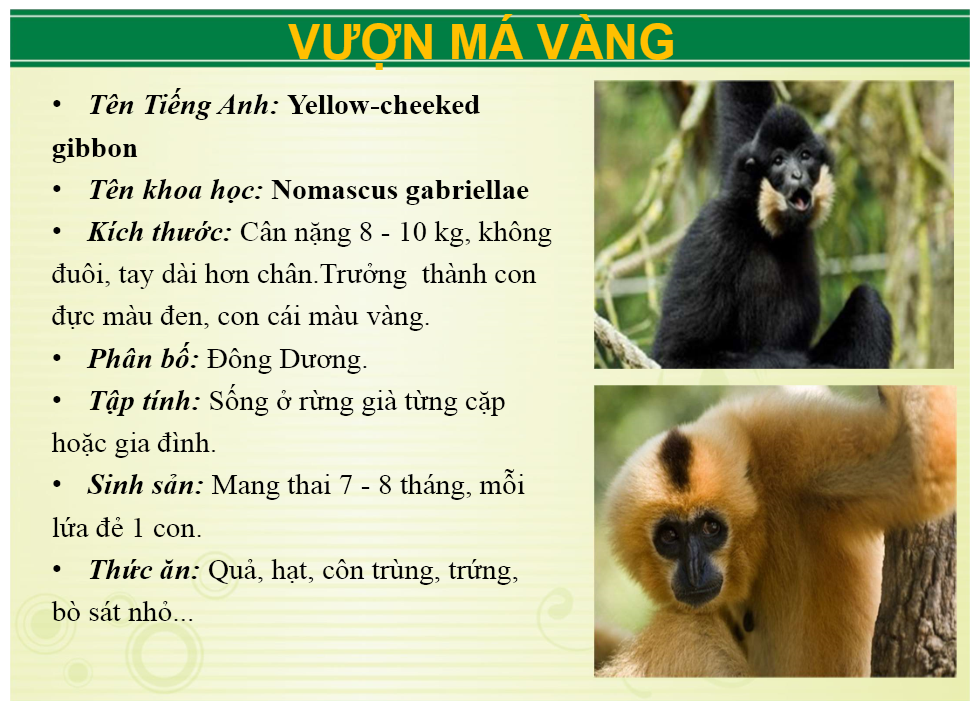 vuon_ma_vang