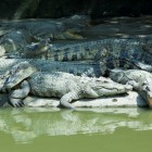 Câu cá sấu