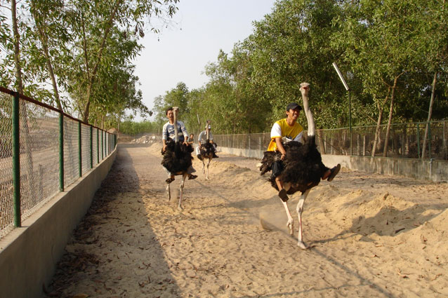 Kết quả hình ảnh cho Dã ngoại, cưỡi Đà Điểu